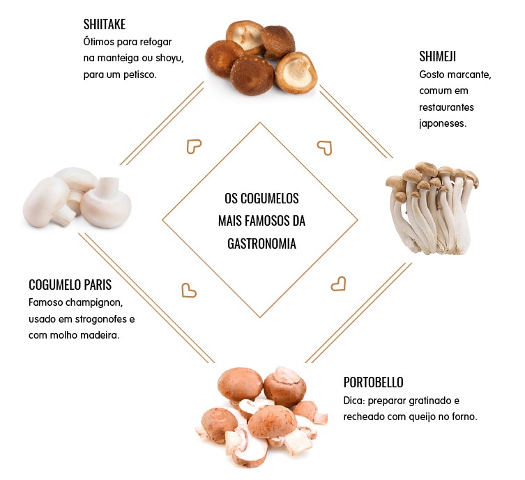 infográfico cogumelos zona sul