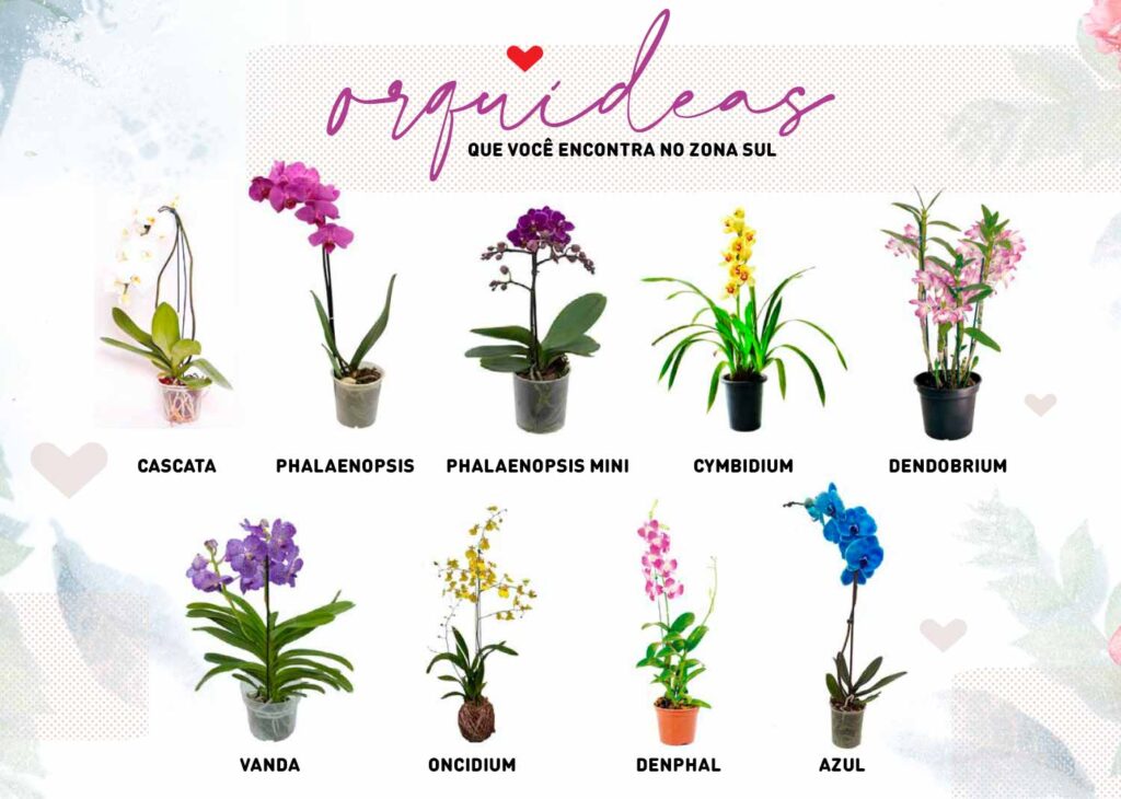 Orquídeas: aprenda sobre as flores que deixam qualquer ambiente mais bonito  - Gastronomia Carioca