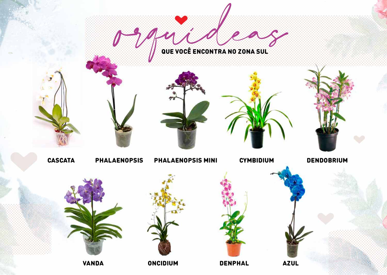 Orquídeas: aprenda sobre as flores que deixam qualquer ambiente mais ...