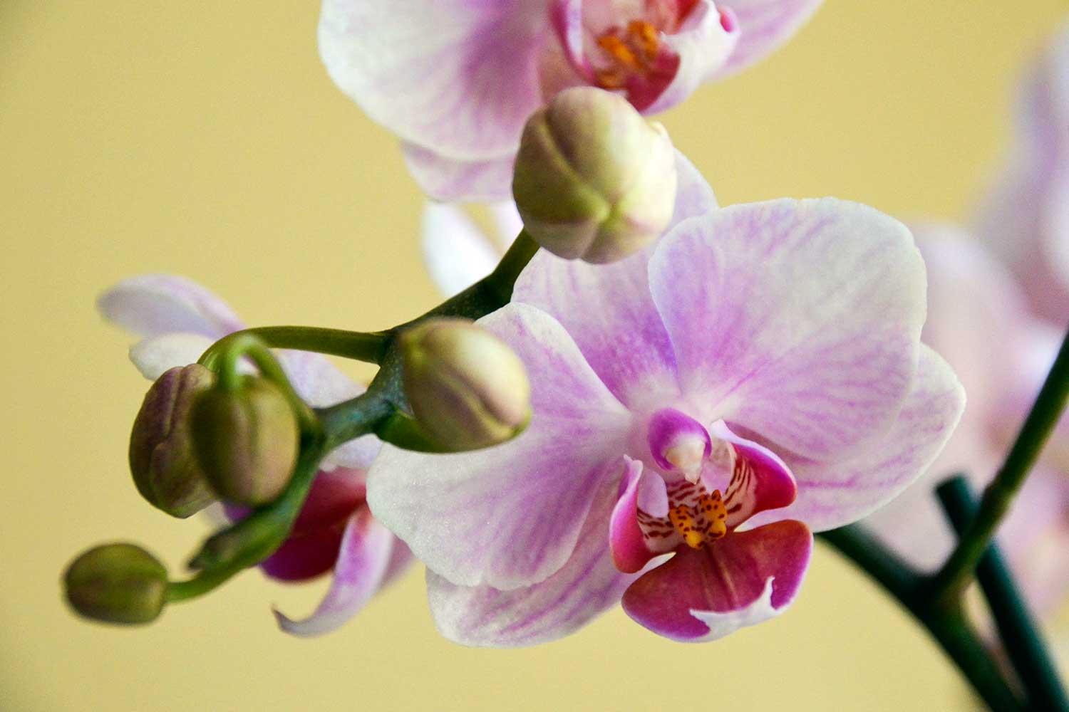 Orquídeas: aprenda sobre as flores que deixam qualquer ambiente mais bonito  - Gastronomia Carioca