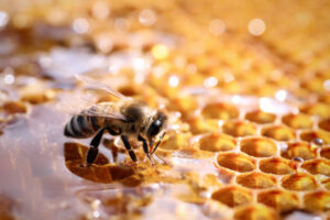 Doce por natureza: tudo que você precisa saber sobre mel - Gastronomia ...